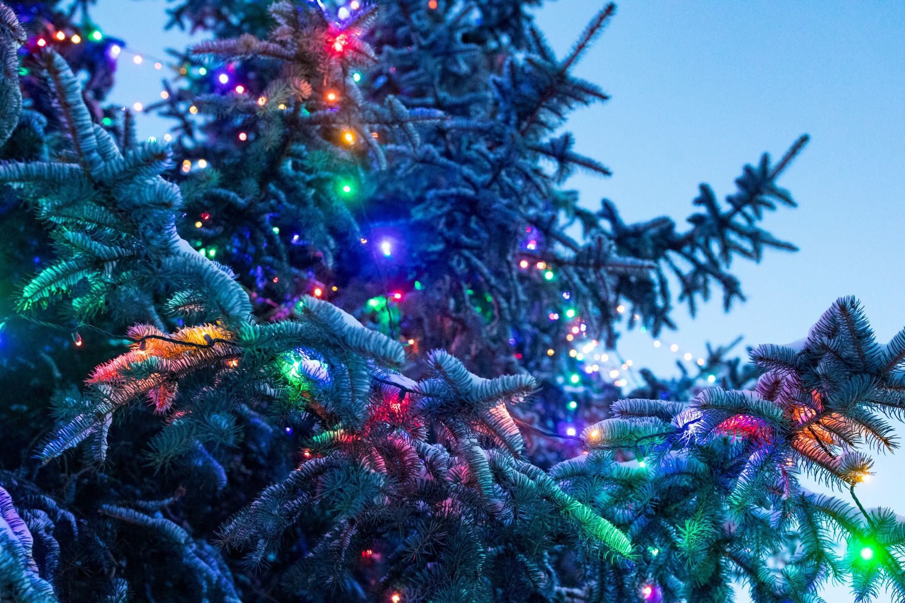 North Park Neighborhood Christmas Tree